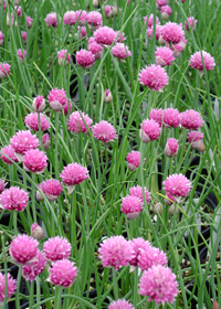 Allium schoenoprasum 'Forescate'